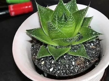 프뤼슬레브 크로 3*